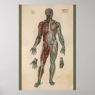 1851 Vintage Blood Supply Anatomy Chart