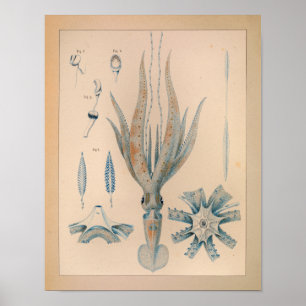 1851 Vintage Color Squid Print