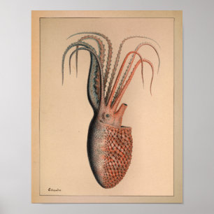 1851 Vintage Colour Octopus Print