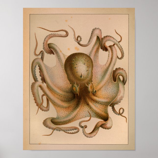 1851 Vintage Colour Octopus Print (Front)