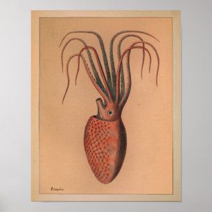 1851 Vintage Colour Octopus Print