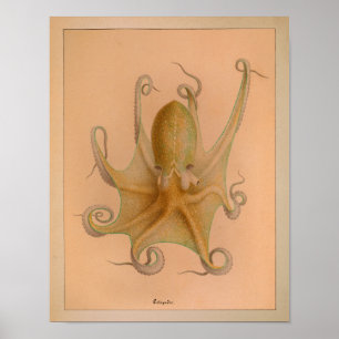 1851 Vintage Colour Octopus Print