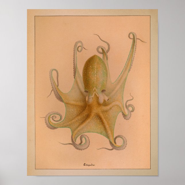 1851 Vintage Colour Octopus Print (Front)