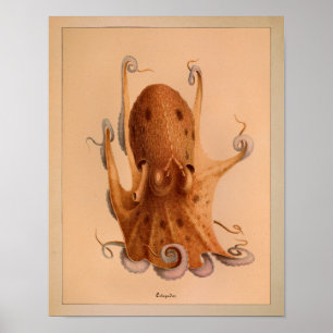 1851 Vintage Colour Octopus Print