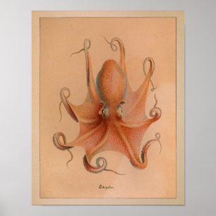 1851 Vintage Colour Octopus Print