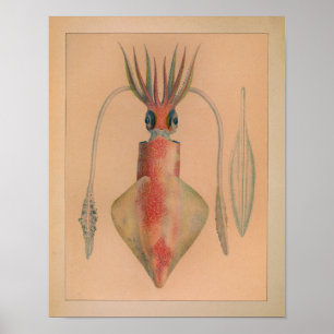 1851 Vintage Colour Squid Print