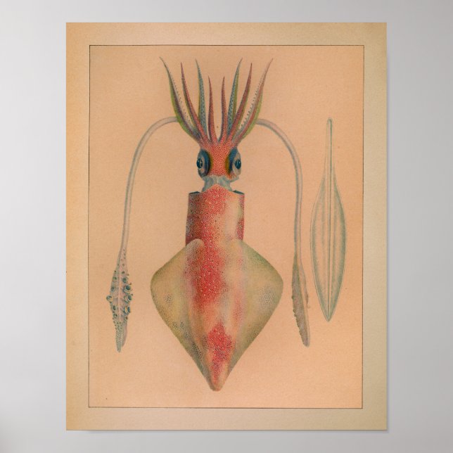 1851 Vintage Colour Squid Print (Front)
