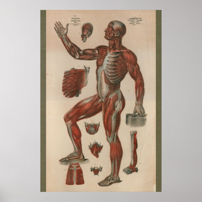 1851 Vintage Muscle Anatomy Chart (Front)