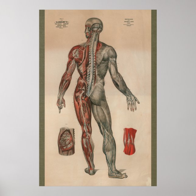 1851 Vintage Nerves Muscle Anatomy Chart (Front)