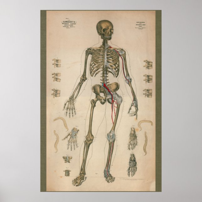 1851 Vintage Skeletal Anatomy Chart (Front)