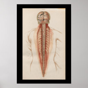 1852 Vintage Anatomy Brain Spinal Cord Poster