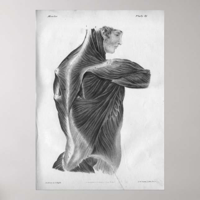 1854 Vintage Anatomy Back Muscles B/W Print (Front)