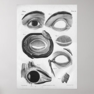 1854 Vintage Eye Anatomy B/W Print