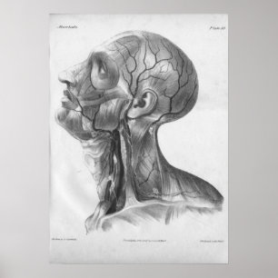 1854 Vintage Head and Neck Anatomy Print