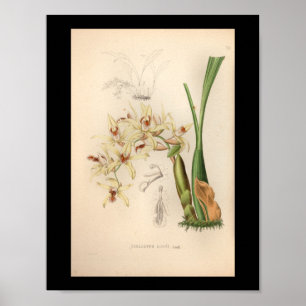1860 Vintage Orchid Flower Print