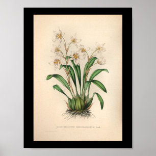 1860 Vintage Orchid Flower Print