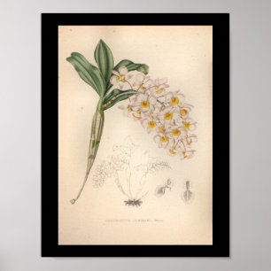 1860 Vintage Orchid Flower Print