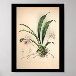 1860 Vintage Orchid Flower Print Pink