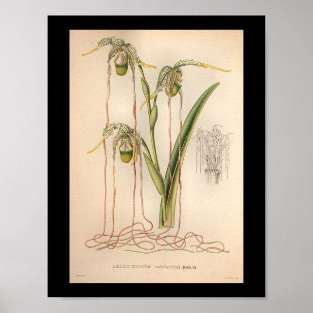 1860 Vintage Orchid Flower Print Pink (Front)