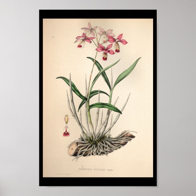 1860 Vintage Orchid Flower Print Pink (Front)