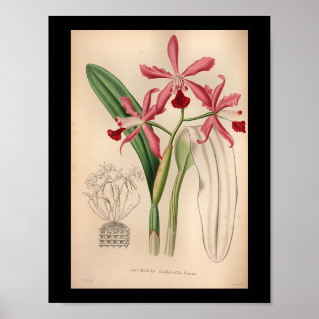 1860 Vintage Orchid Flower Print Pink (Front)