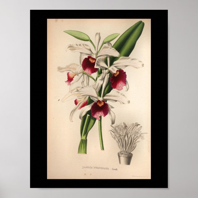 1860 Vintage Orchid Flower Print Purple (Front)