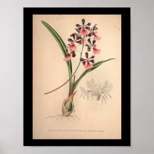 1860 Vintage Orchid Flower Print Purple