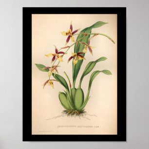 1860 Vintage Orchid Flower Print Purple