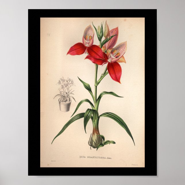 1860 Vintage Orchid Flower Print Red (Front)