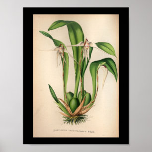1860 Vintage Orchid Flower Print White