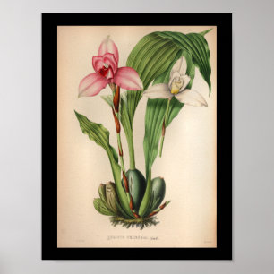 1860 Vintage Orchid Flower Print White Pink