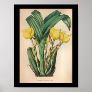 1860 Vintage Orchid Flower Print Yellow