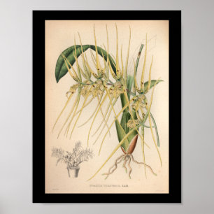 1860 Vintage Orchid Flower Print Yellow