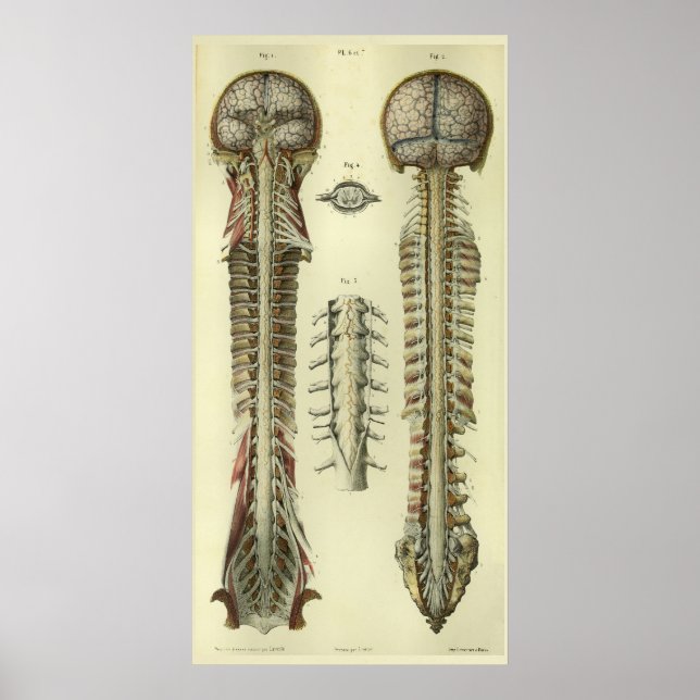 1866 Brain Spinal Cord Nerves Anatomy Print (Front)