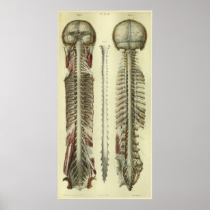 1866 Brain Spinal Cord Nerves Anatomy Print