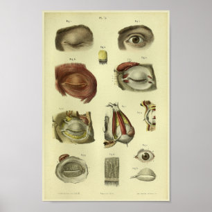 1866 Human Eye Anatomy Print