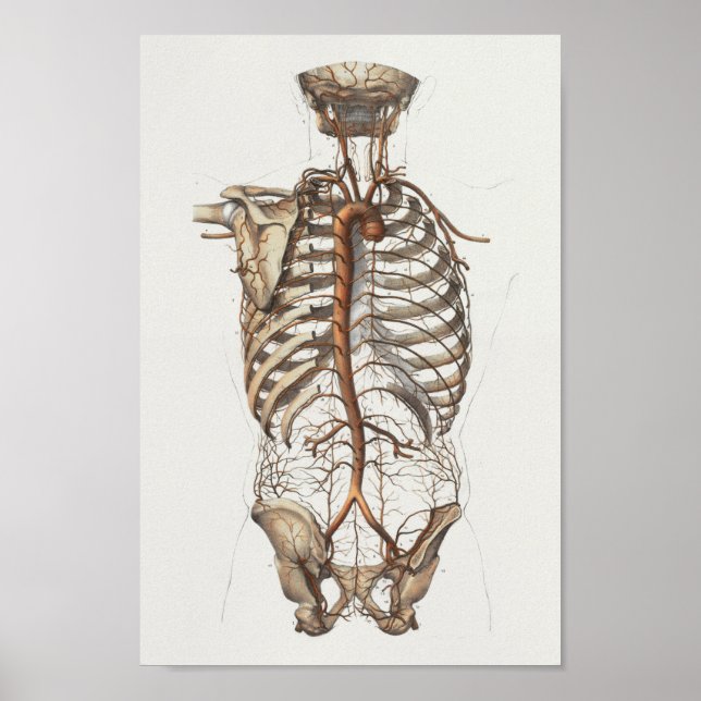 1867 Aorta Skeleton Vintage Anatomy Print (Front)