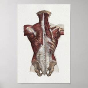 1867 Back Neck Muscles Vintage Anatomy Print