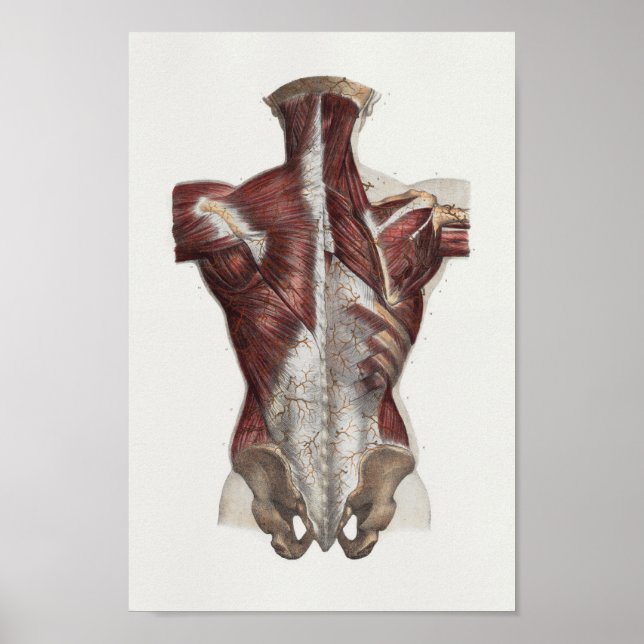 1867 Back Neck Muscles Vintage Anatomy Print (Front)