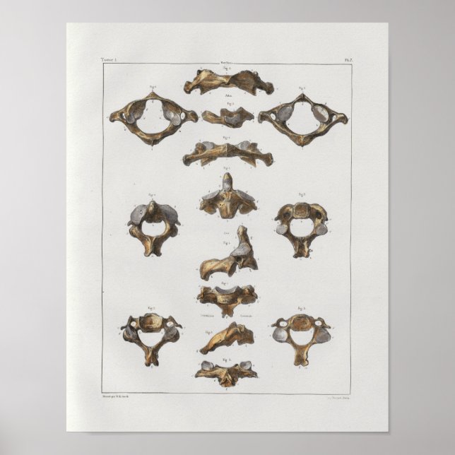 1867 Cervical Vertebrae Vintage Anatomy Print (Front)