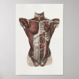 1867 Chest Muscles Vintage Anatomy Print