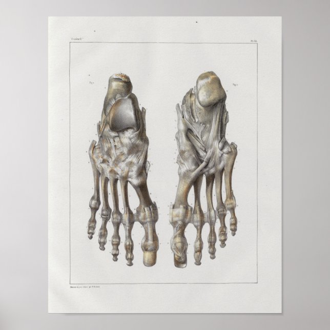 1867 Foot Bones Vintage Anatomy Print (Front)