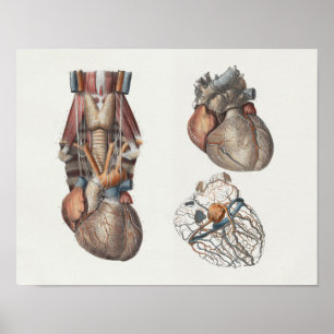 1867 Human Heart Vintage Anatomy Print