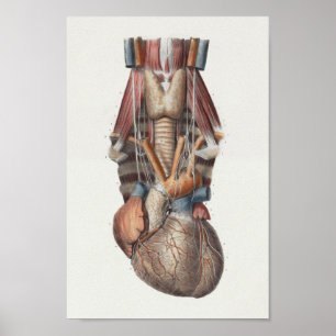 1867 Human Heart Vintage Anatomy Print