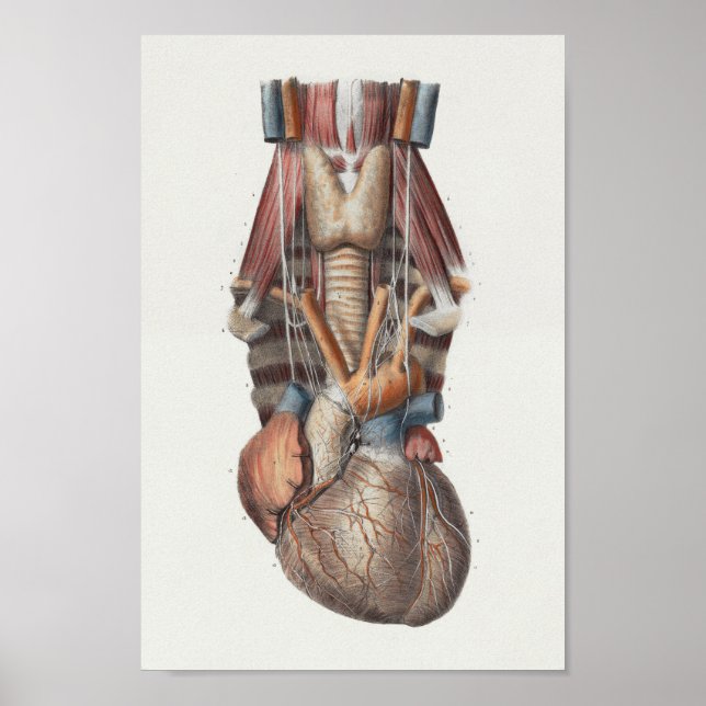 1867 Human Heart Vintage Anatomy Print (Front)