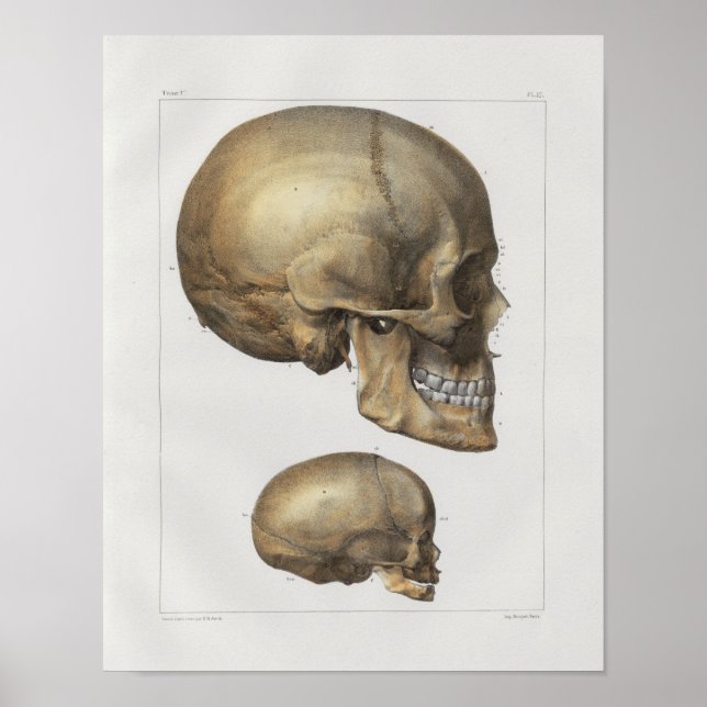 1867 Human Skull Vintage Anatomy Print (Front)