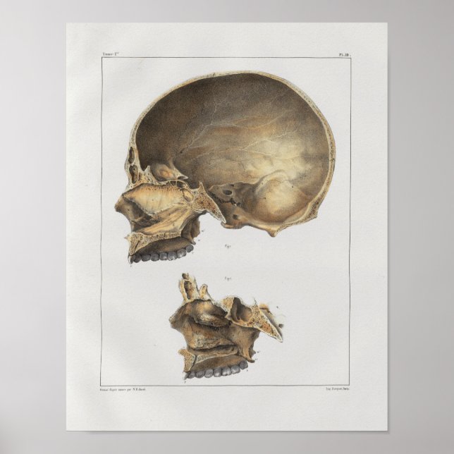 1867 Human Skull Vintage Anatomy Print (Front)