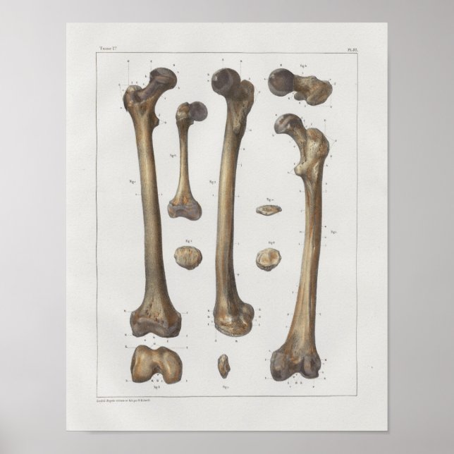 1867 Leg Femur Bones Vintage Anatomy Print (Front)