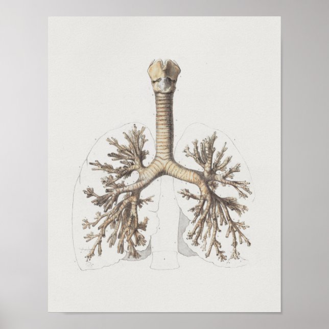 1867 Lungs Bronchi Vintage Anatomy Print (Front)