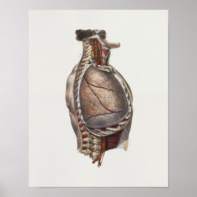1867 Lungs Chest Spine Vintage Anatomy Print (Front)